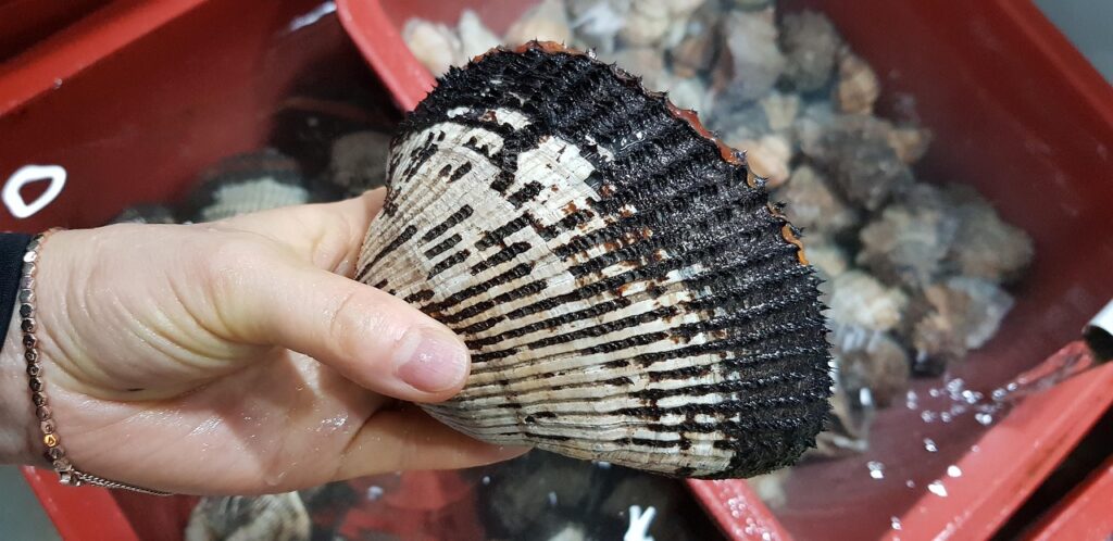 無添加おせちをペイドメディアで効果的に宣伝する方法は？