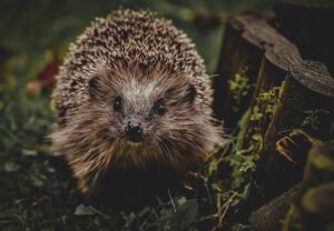 動物性不使用のおせち通販は本当に美味しい？